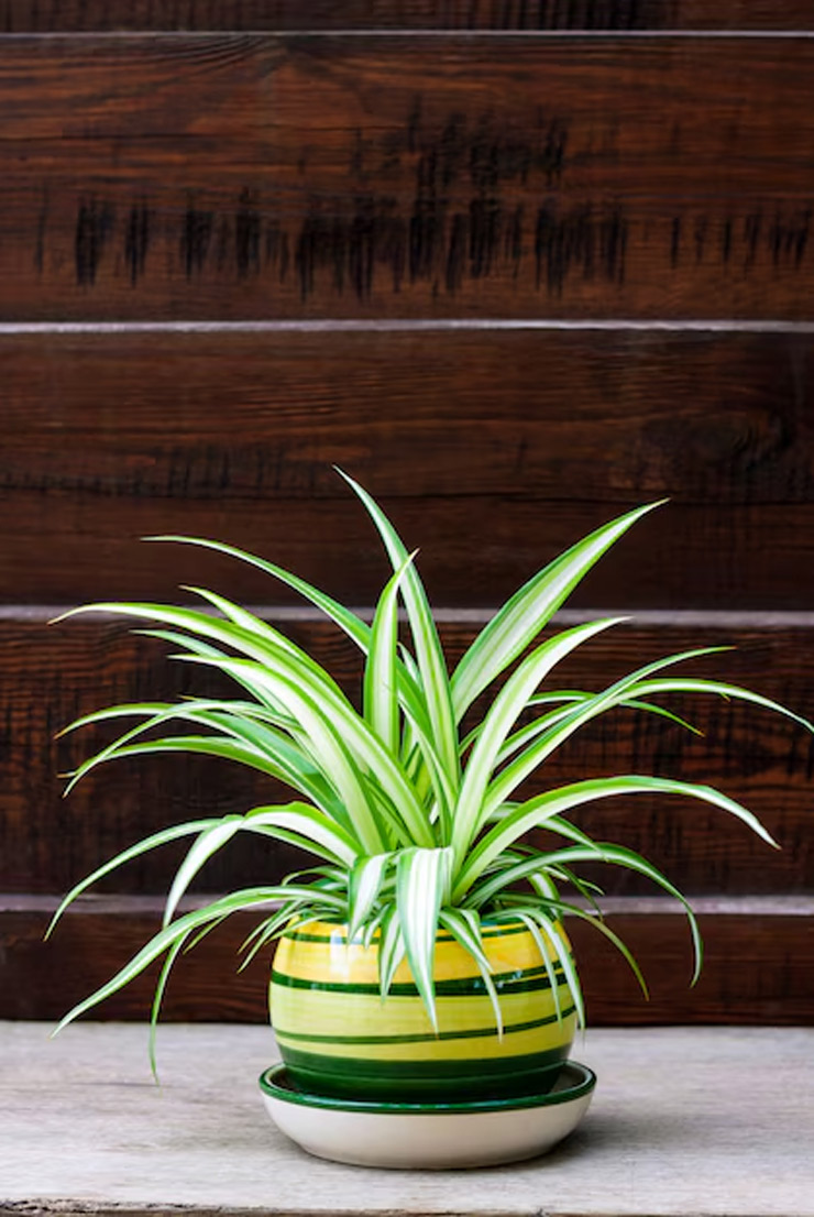 spider plant