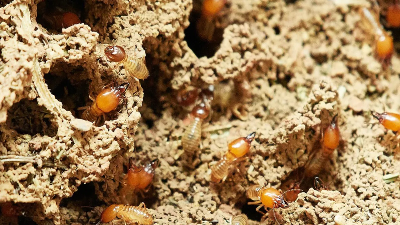 Apply a paste of boric acid