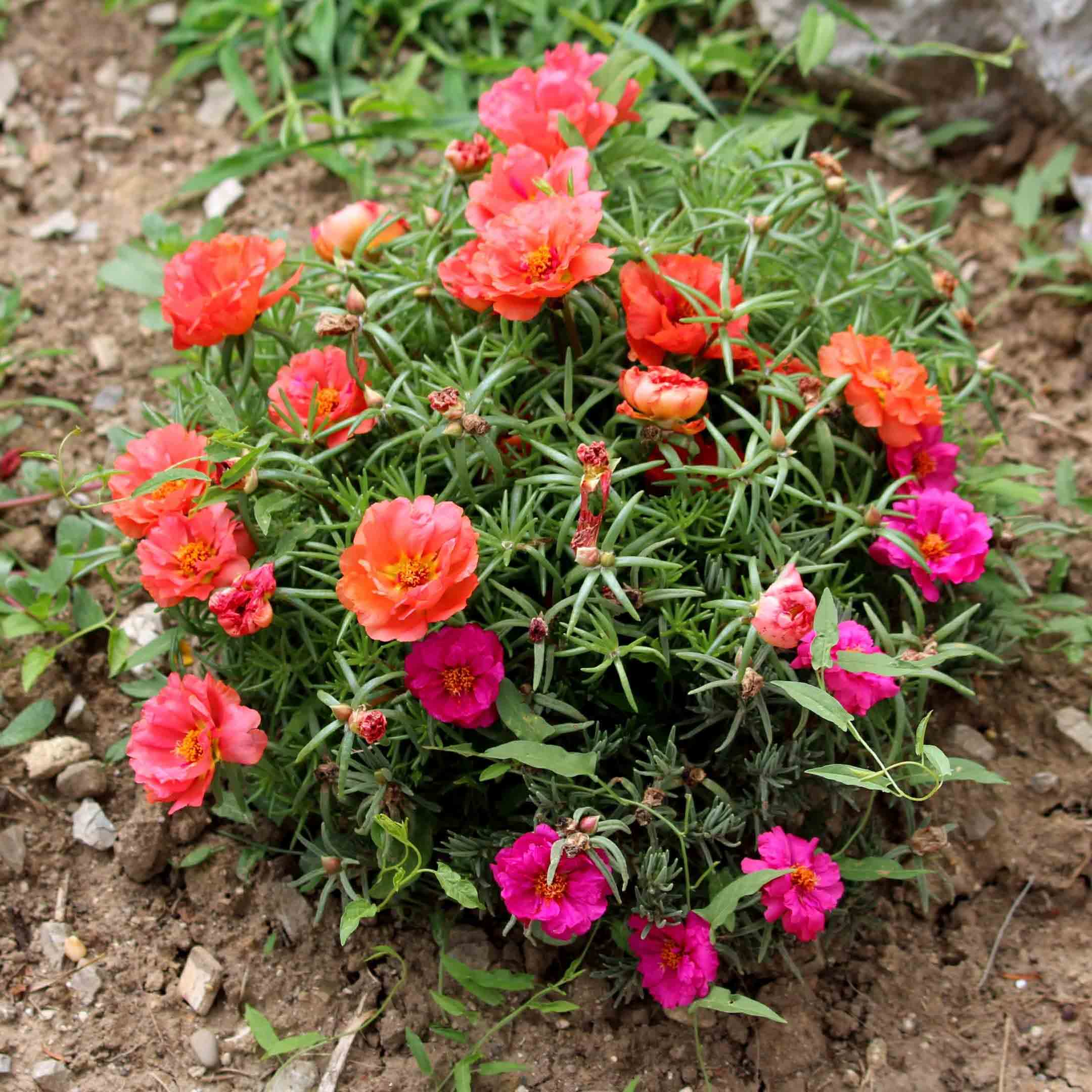 How to increase flowering in portulaca