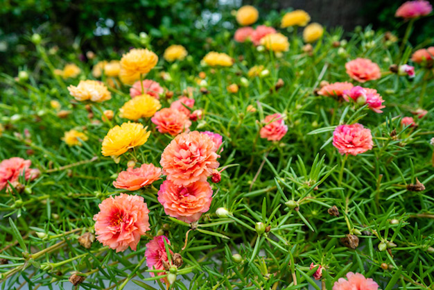Which fertilizer is good for portulaca