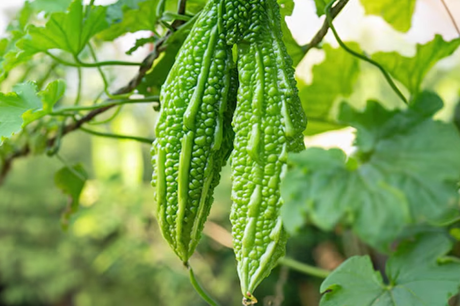 best fertilizer for karela plant