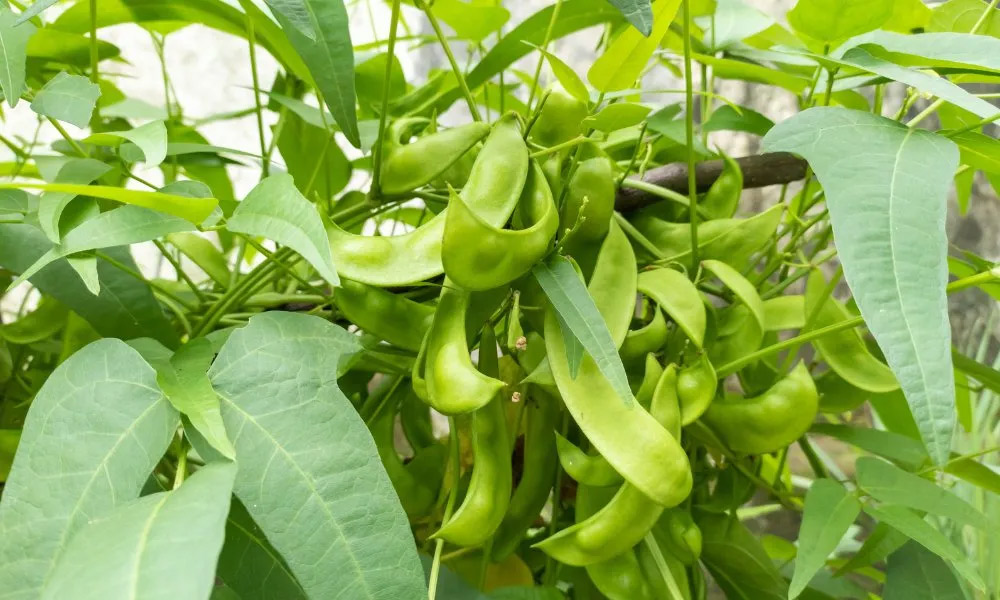 homemade fertilizer for sem plant