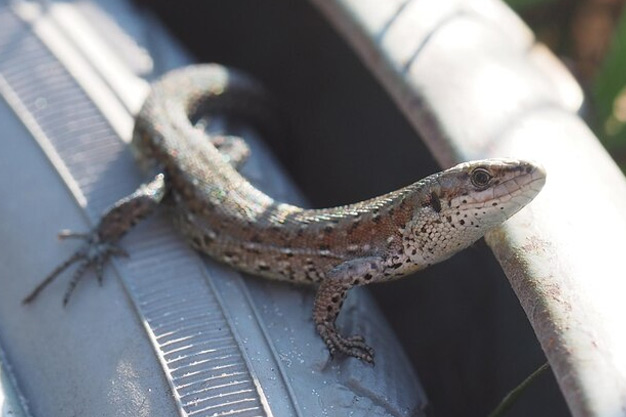 chhipkali ko kaise bhagayein