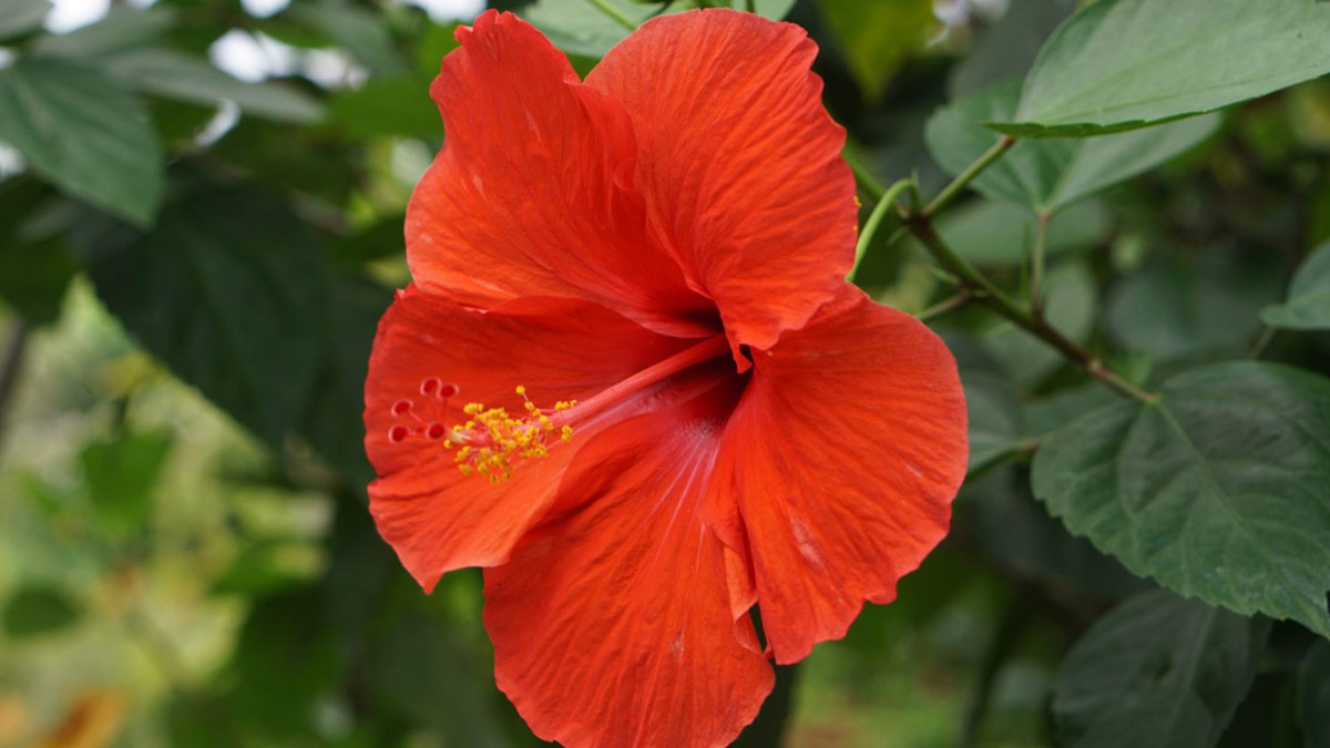hibiscus flower gardening tips