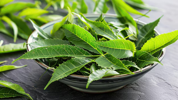 neem leaves