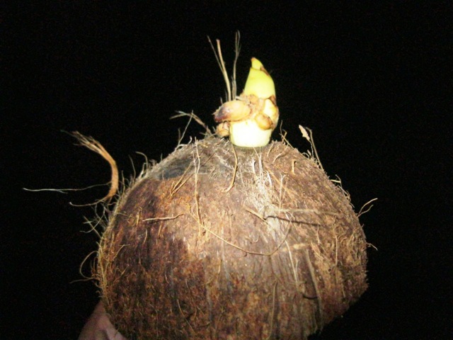 Sign of a plant sprouting from a coconut placed on a Kalash
