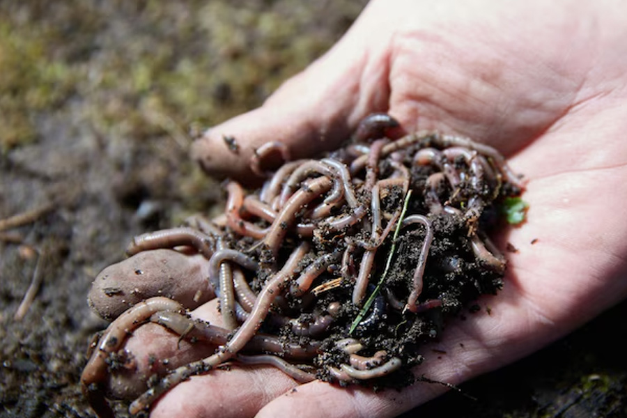 vermi compost ghar par kaise banaye
