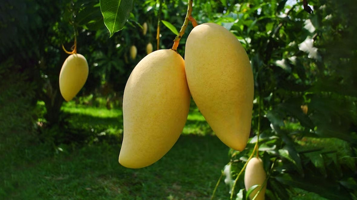 expert tips to grow mango tree