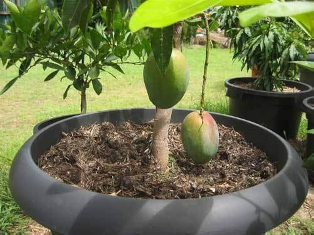 tricks to grow mango tree in pot
