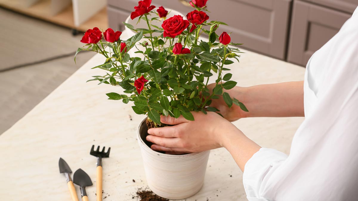 To make liquid fertilizer, you need