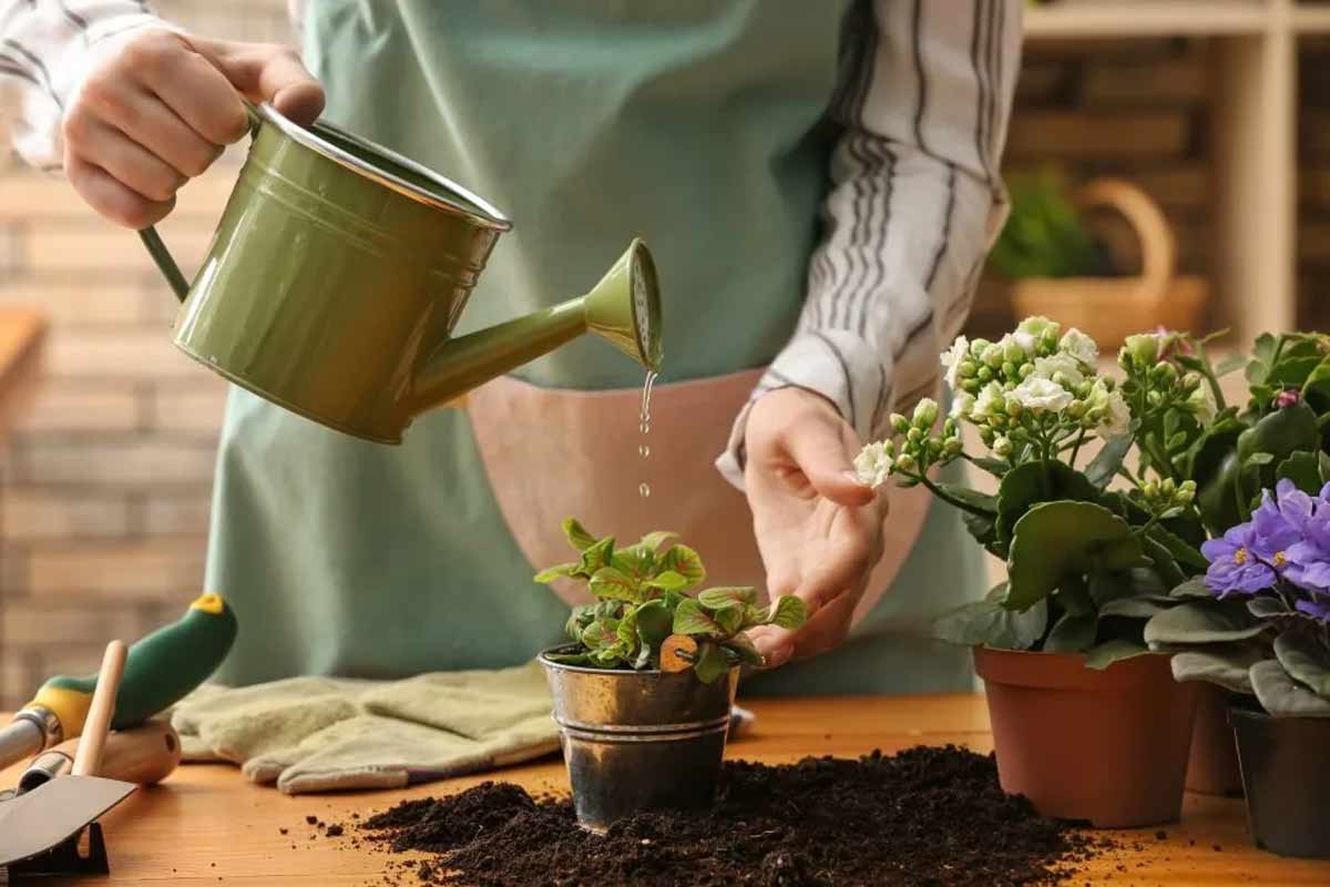 Use it like this in plants