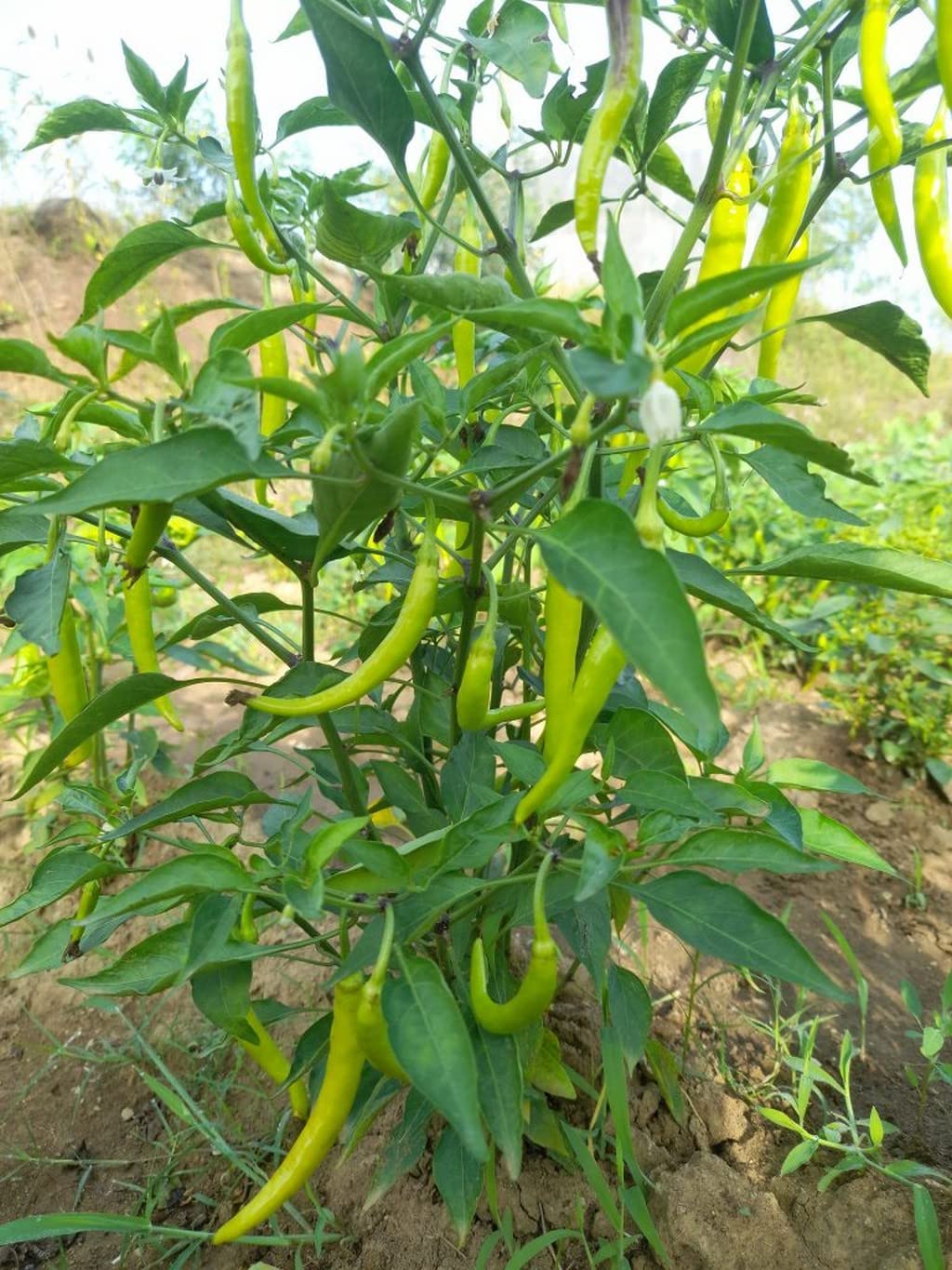 how to grow chilli plant fastly