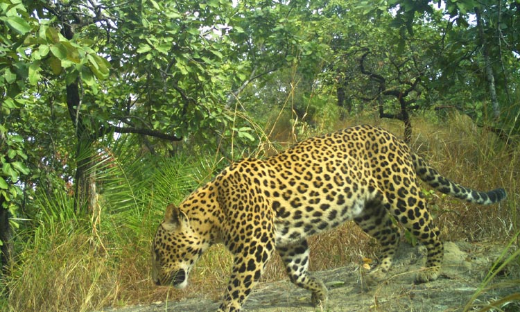 Valmiki Nagar Forest