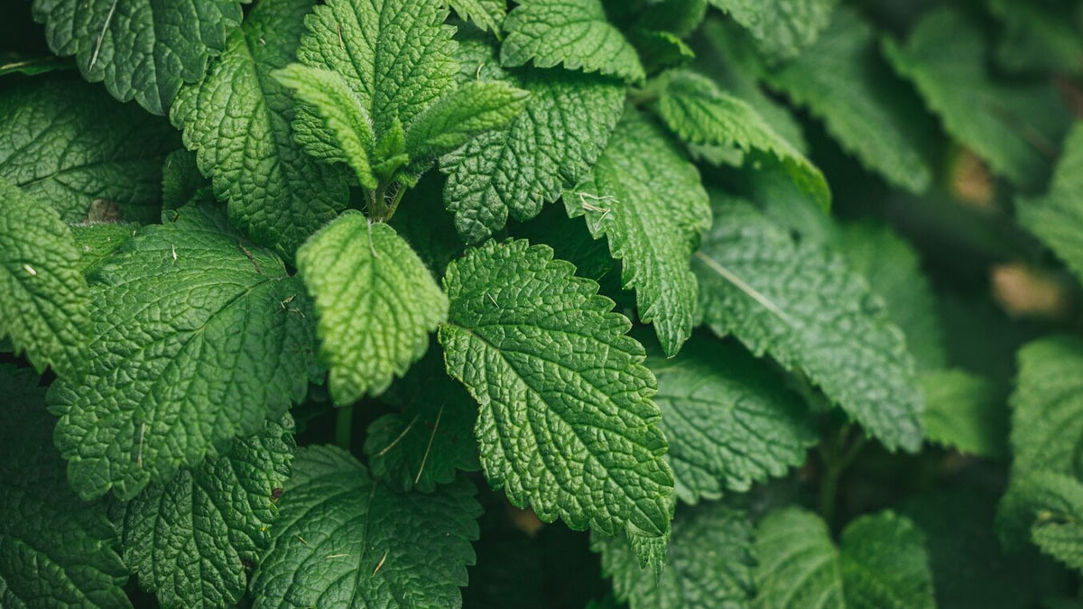 mint for weight loss