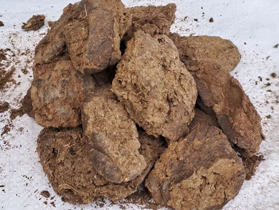 Significance Of Cow Dung During Puja