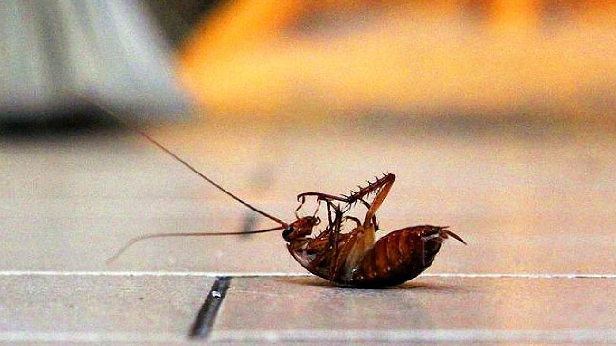 DIY tips to get rid of cockroaches