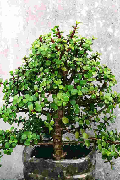 Jade Plant Care