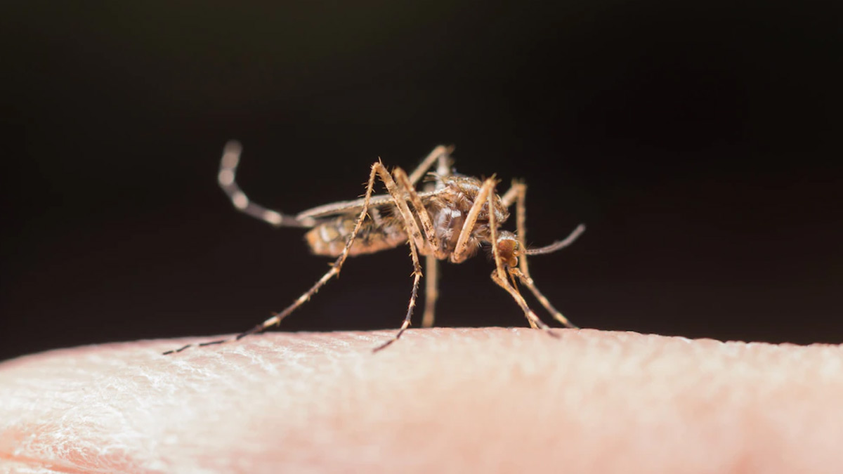 What smells do mosquitoes hate