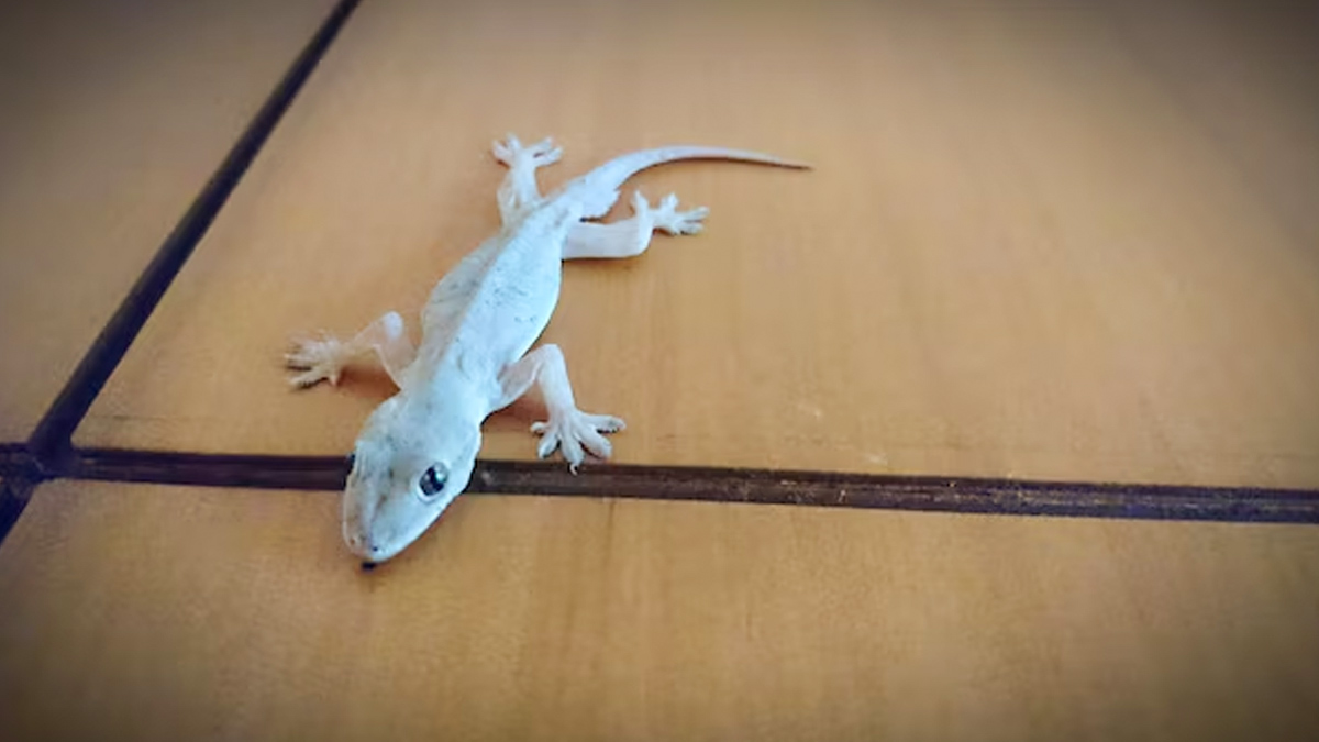 chipkali kaise bhagayen