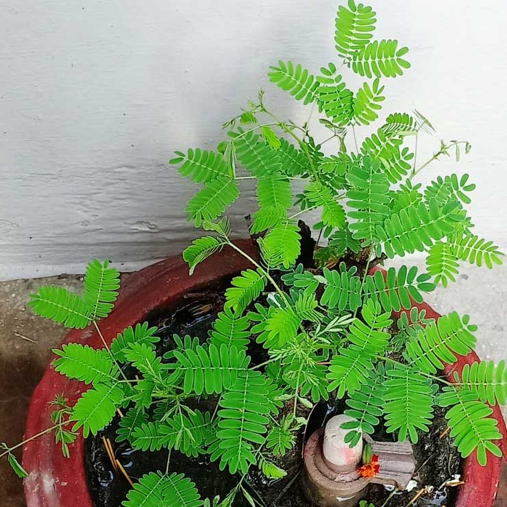 homemade fertilizer for shami plant