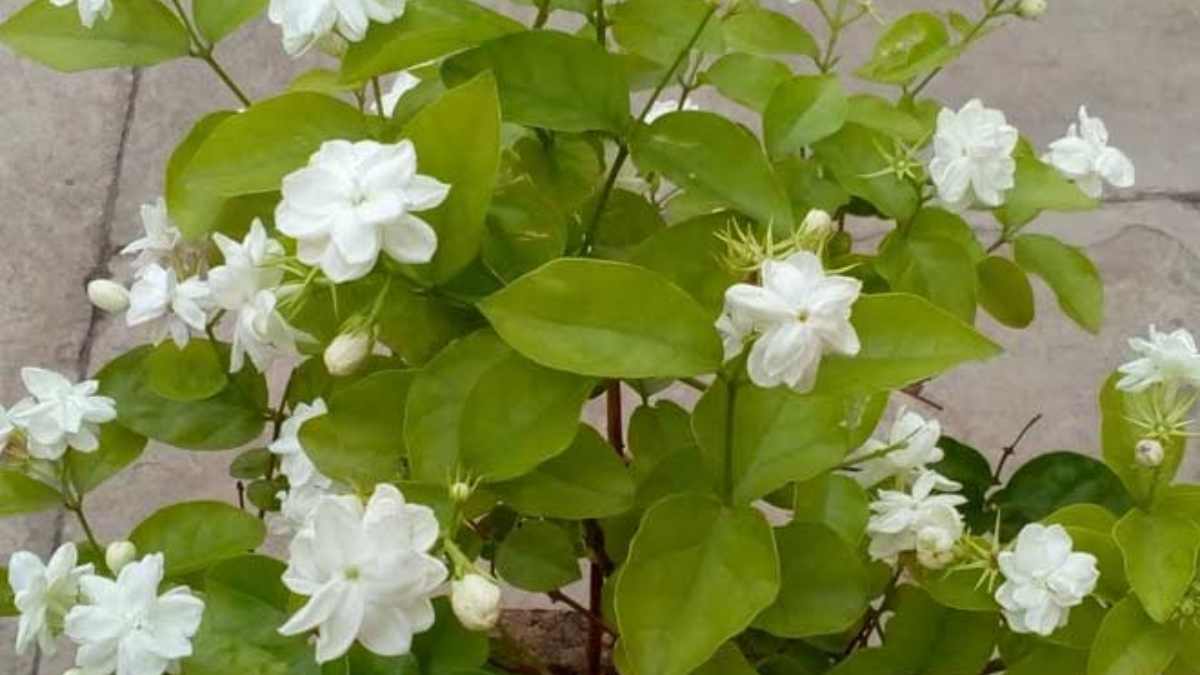 Accessories for Liquid Fertilizer