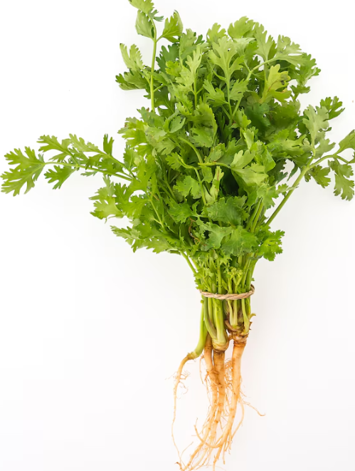 coriander leaves stem benefits