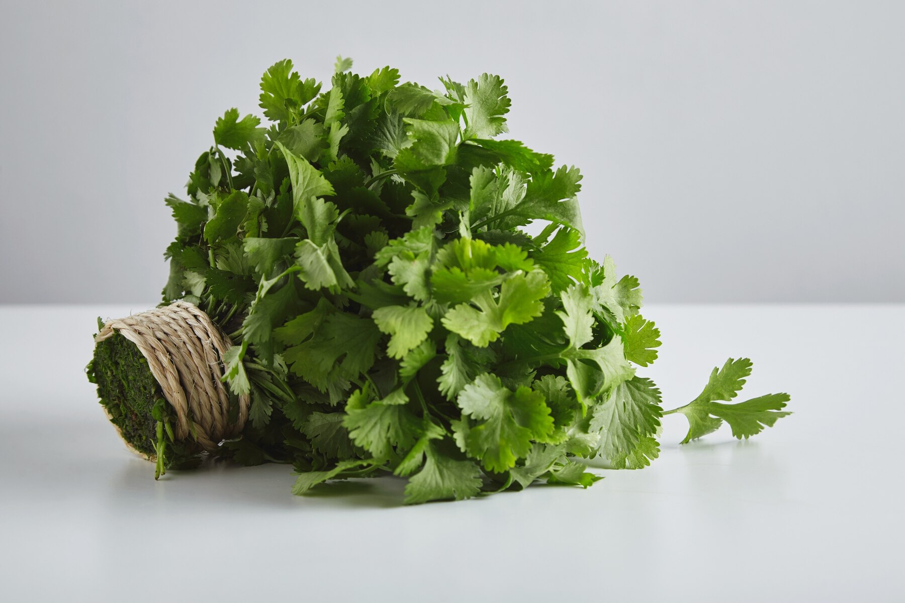 coriander stem