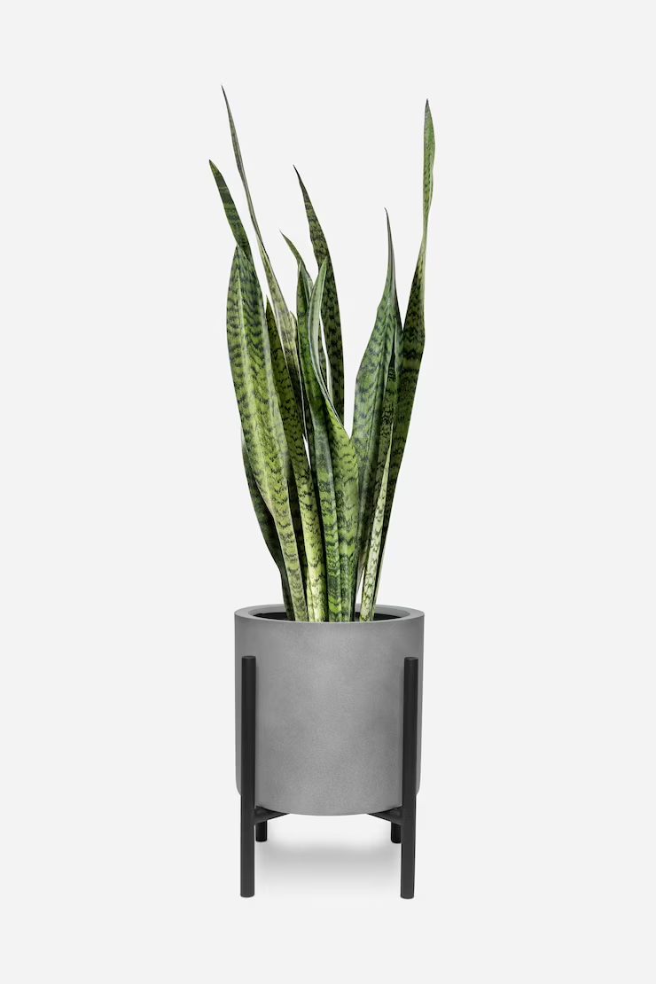 is snake plant poisonous