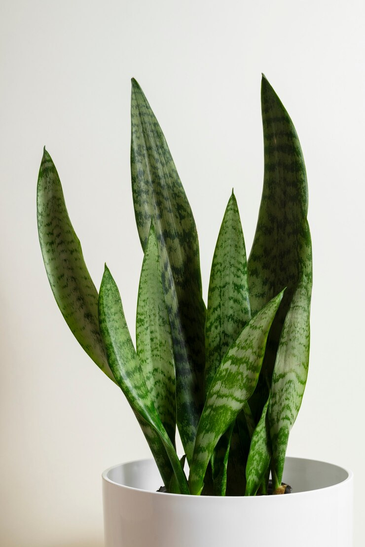 snake plant facts vs myths