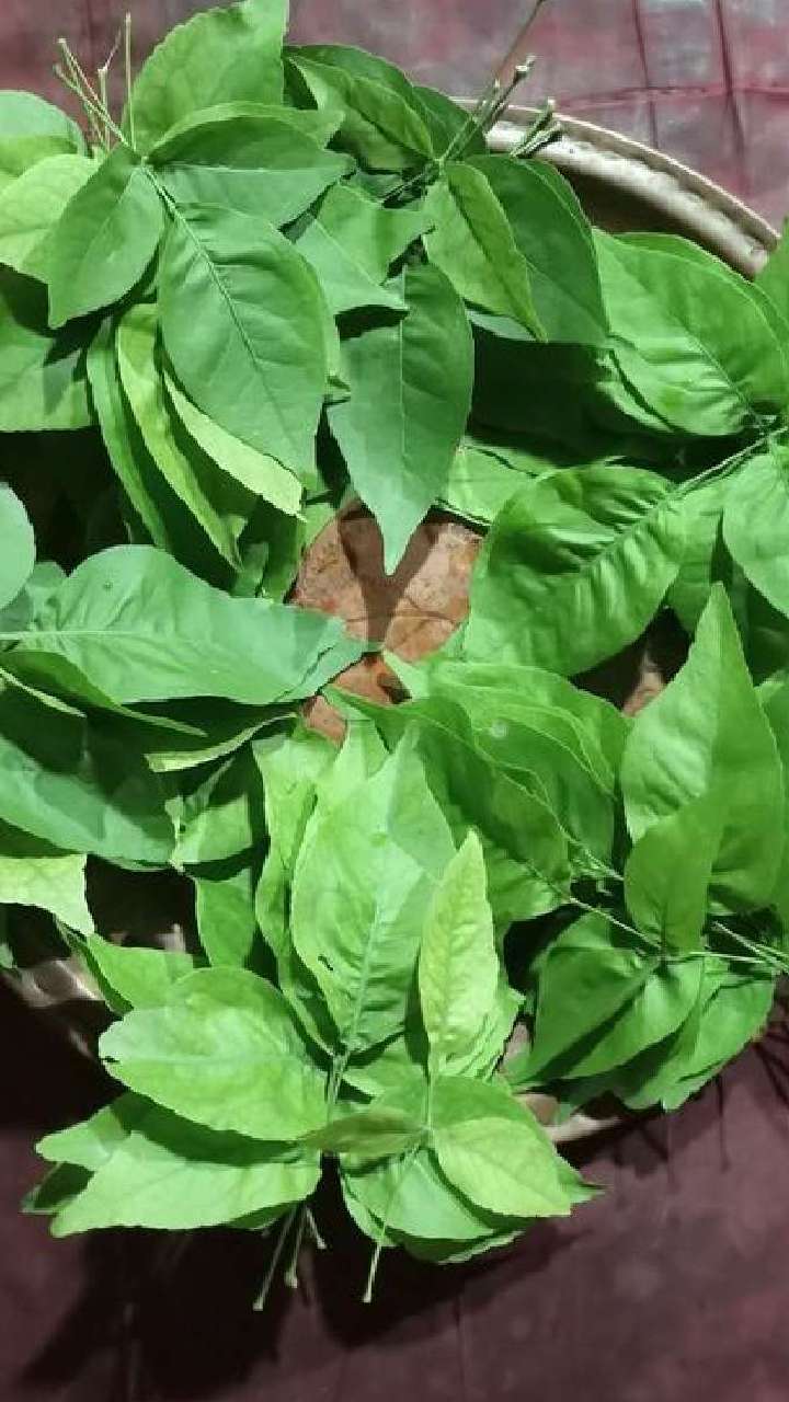 when-to-pluck-belpatra-1721462975