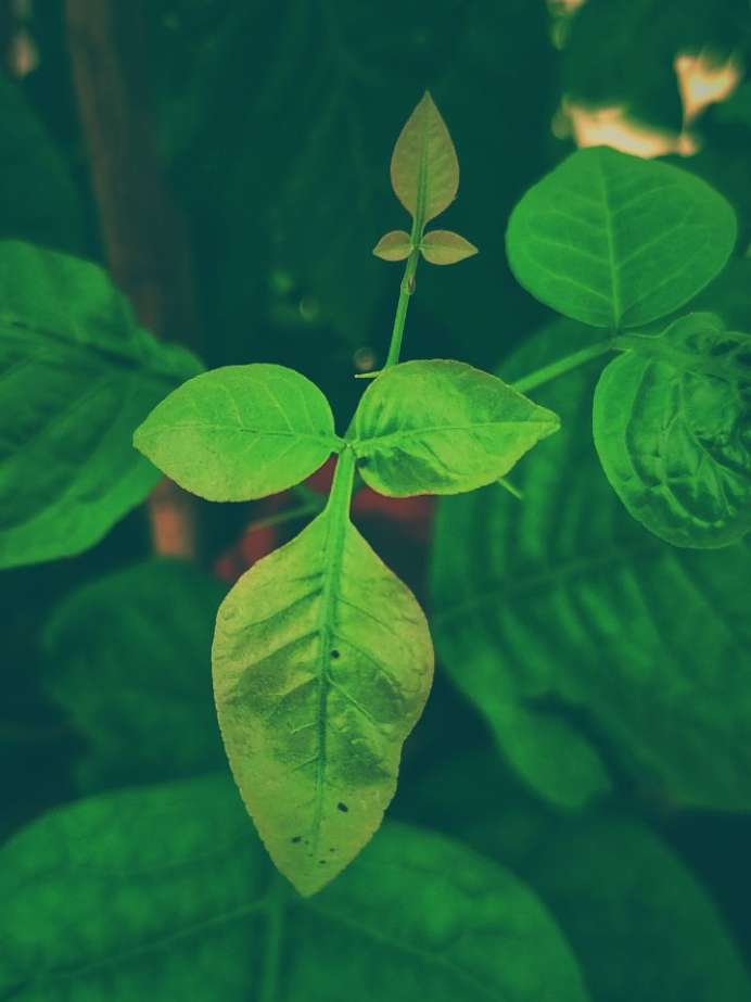 why-we-should-not-pluck-belpatra-on-monday-1721576036