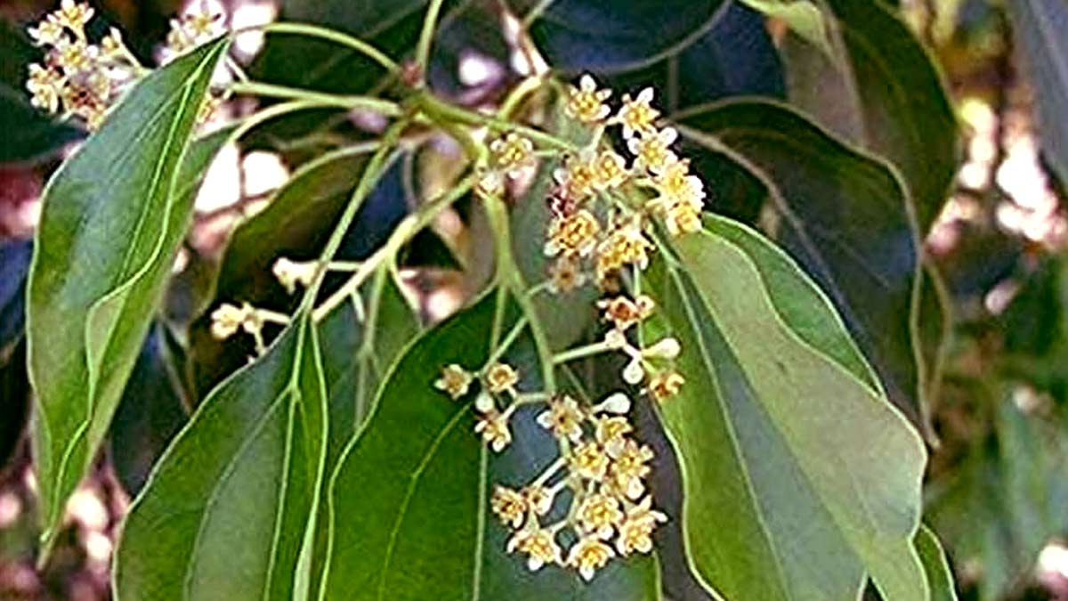 tips for planting camphor plant