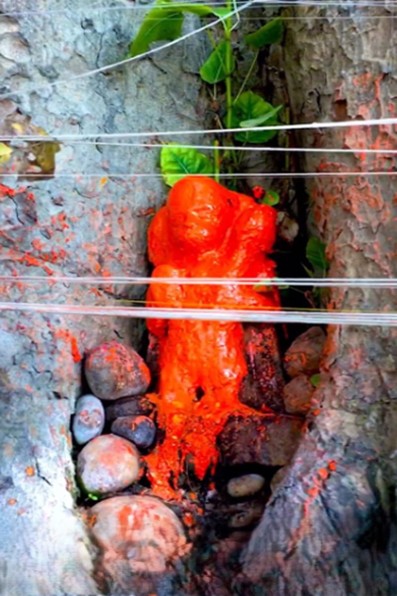 what is the name of lord hanuman favourite tree