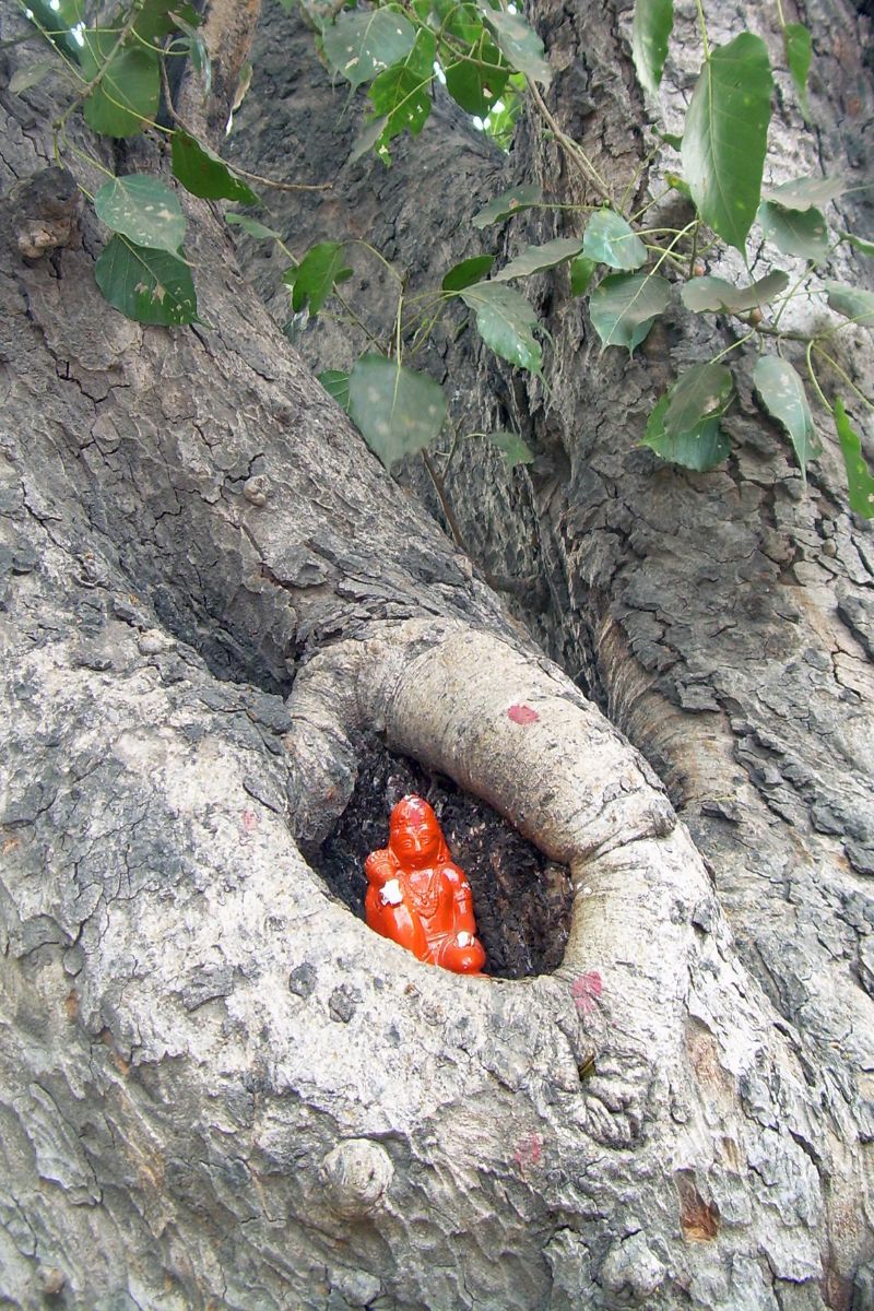 worshipping neem tree benefits