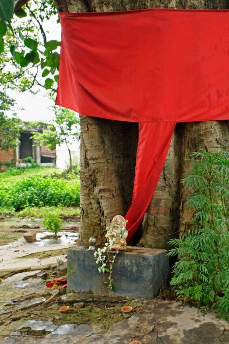 worshipping neem tree way