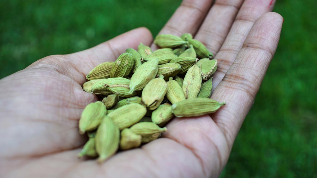Dhan Labh Ke Upay: हरी इलायची के इन उपायों से आपको भी हो सकता है अचानक धन  लाभ, जरूर आजमाएं | green cardamom remedies to attract money and prosperity  dhan prapti ke