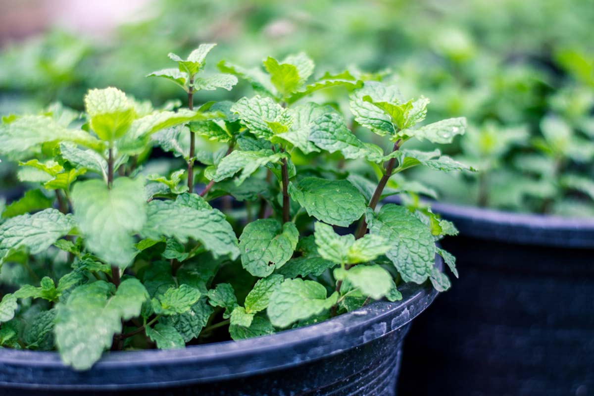 Mint plant care in summer