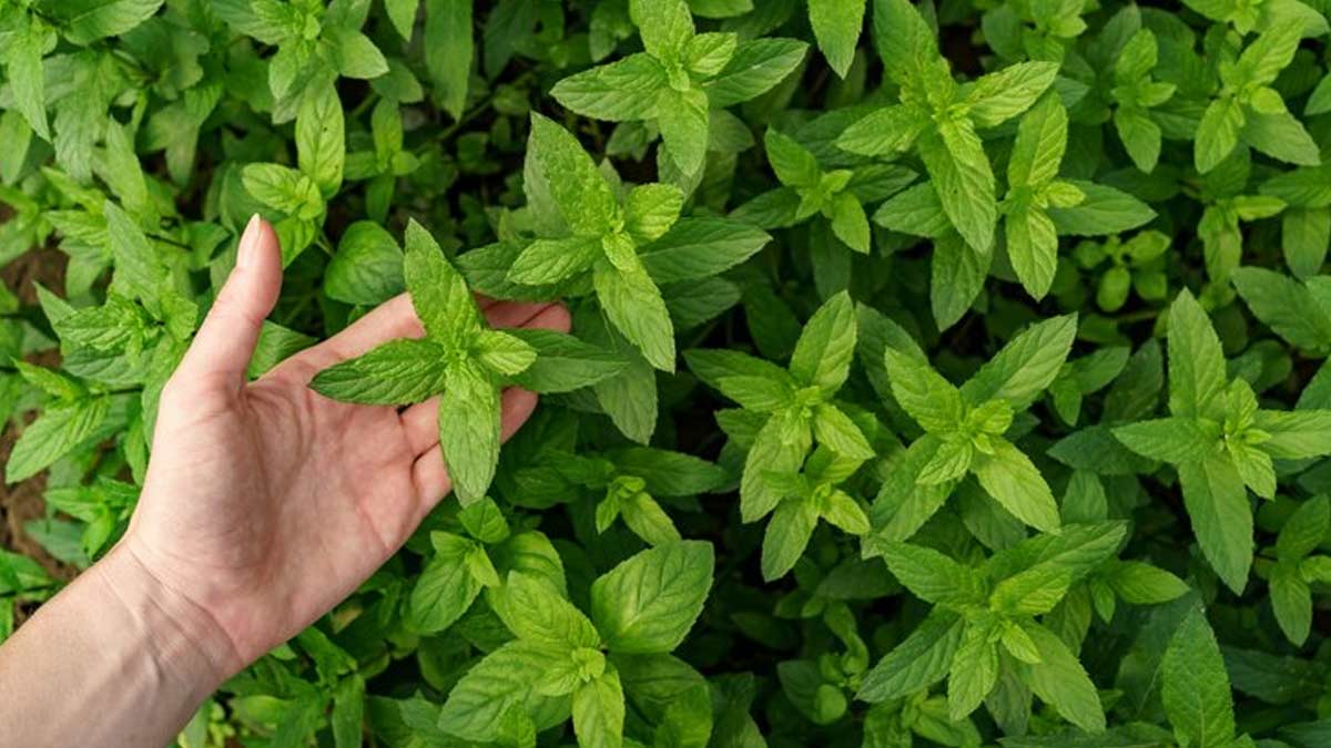 Mint plant care tips in summer in hindi