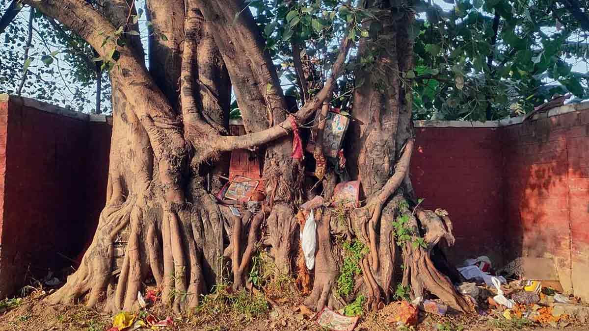 On-which-Day-banyan-tree-should-be-worshipped