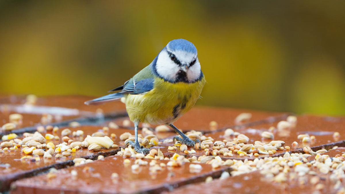 feeding birds is good or bad