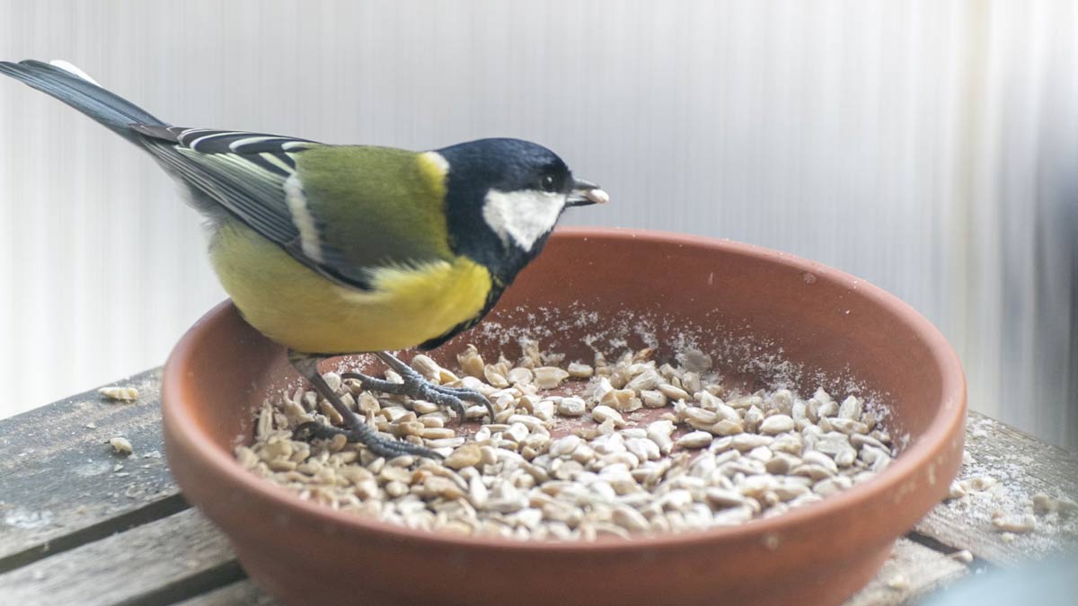 why feeding birds is auspecious