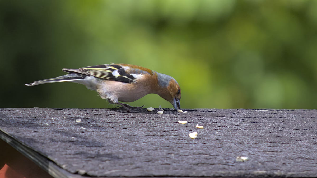 is feeding birds good