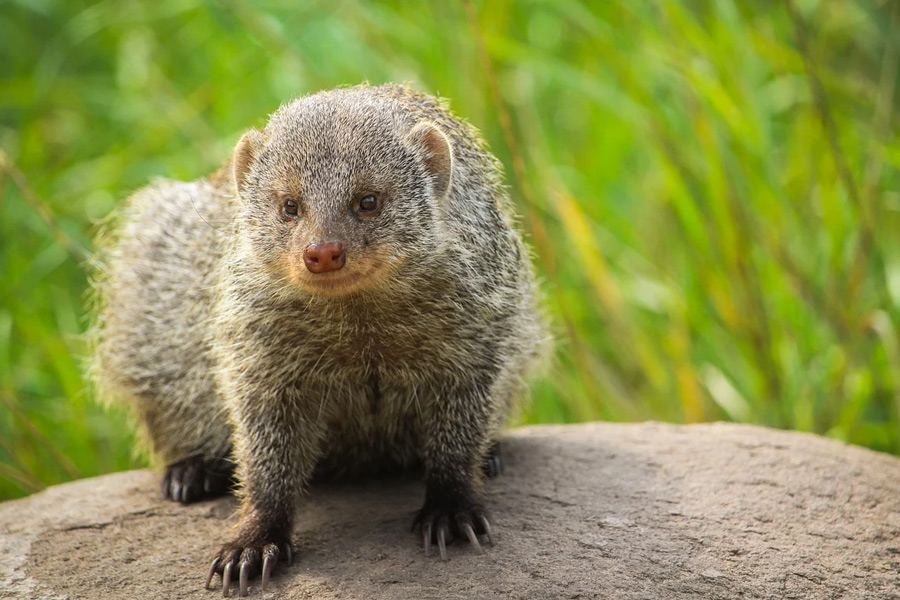 mangoose crosses way meaning