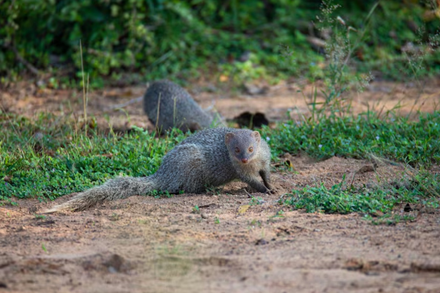 mangoose on the way meaning