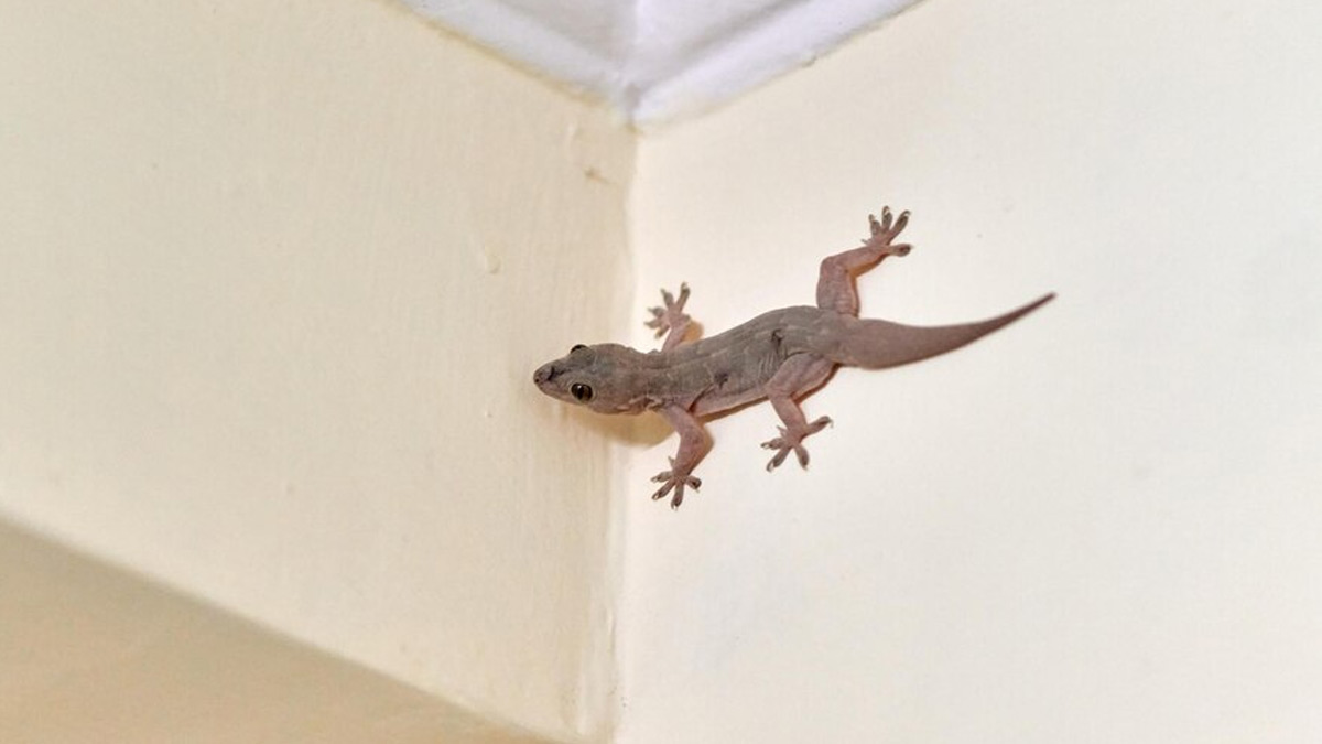 how to get rid chipkali from bathroom