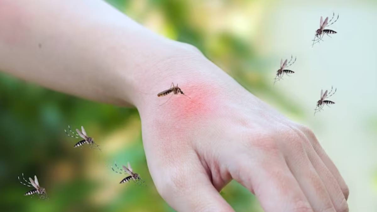 how to get rid of mosquitoes (2)