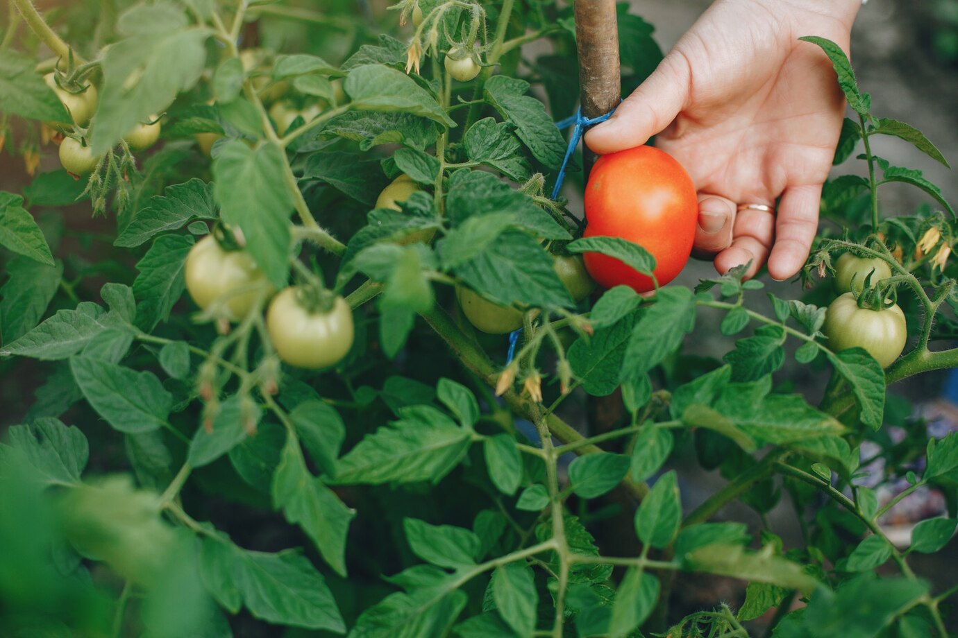 how to grow tomato at home