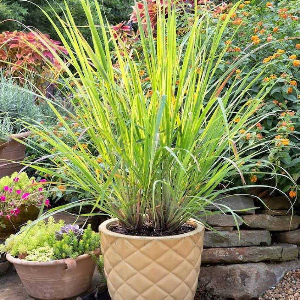 lemongrass plant