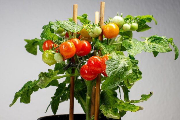 summer plants for home