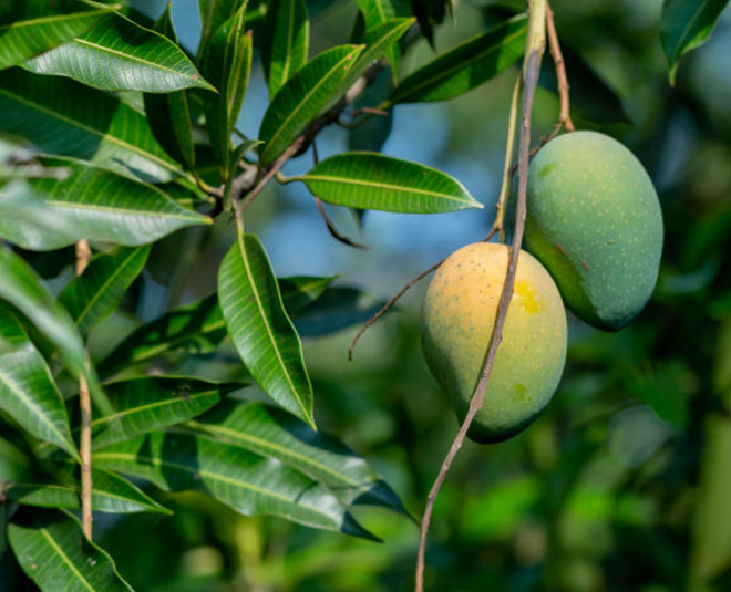 mango-leaves-benefits-for health